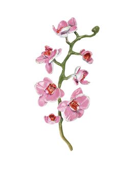 orchidee-h16x8x6-weiss-rose-gruen-opaq-5340cpo.jpg