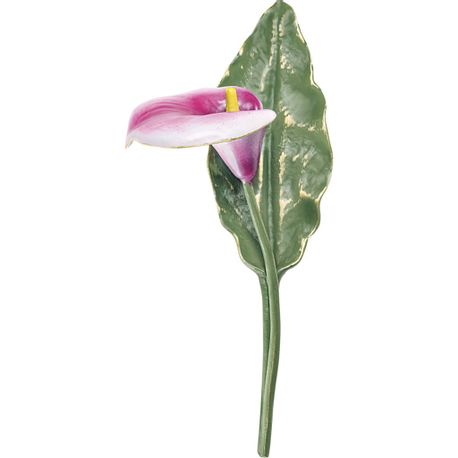 calla-h-24-5-weiss-fucsia-green-opaq-761601cpo.jpg